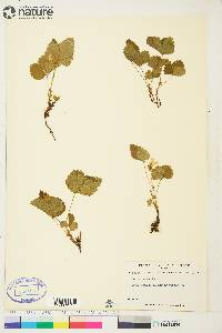 Rubus acaulis image