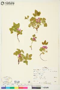 Rubus arcticus subsp. acaulis image