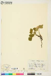 Rubus arcticus image