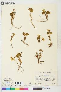 Rubus chamaemorus image