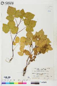 Rubus alaskensis image