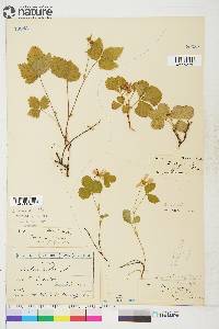 Rubus acaulis image