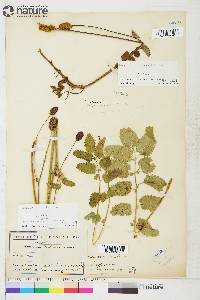 Sanguisorba sitchensis image