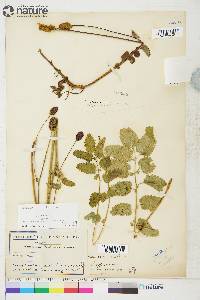 Sanguisorba sitchensis image