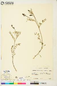 Astragalus eucosmus image