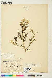 Astragalus multiflorus image