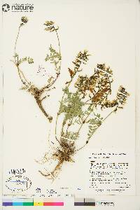 Astragalus australis image