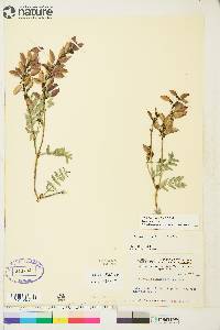 Astragalus australis image