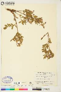 Hedysarum alpinum var. grandiflorum image