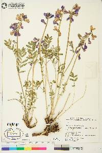 Hedysarum boreale subsp. mackenziei image