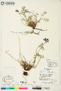 Hedysarum boreale subsp. mackenziei image
