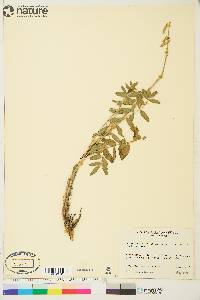 Hedysarum boreale subsp. mackenziei image