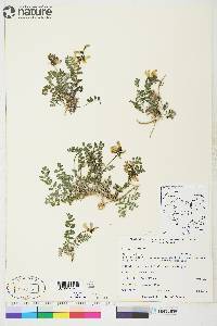 Astragalus alpinus image