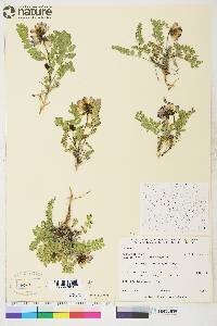 Astragalus alpinus image