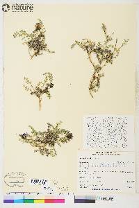 Astragalus alpinus image