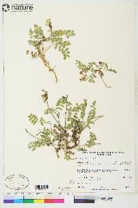 Astragalus alpinus image