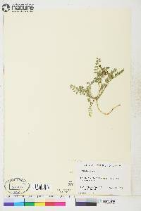 Astragalus alpinus image