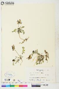 Astragalus alpinus image