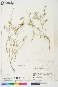 Astragalus australis image