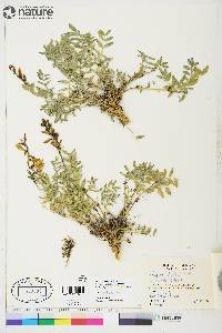 Astragalus australis image