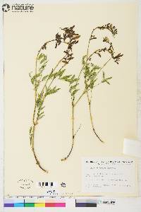 Astragalus australis image