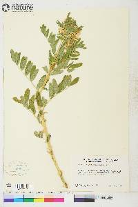 Astragalus americanus image