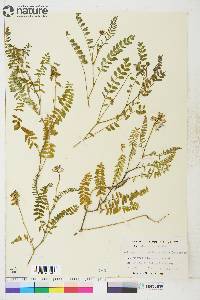 Astragalus alpinus image