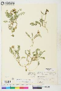 Astragalus alpinus image