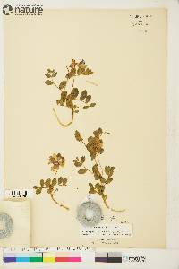 Lathyrus japonicus image