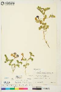 Lathyrus japonicus image