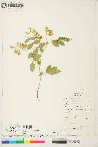 Lathyrus ochroleucus image