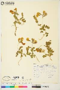 Lathyrus maritimus subsp. pubescens image