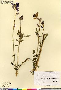 Hedysarum boreale subsp. mackenziei image