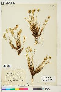 Oxytropis maydelliana image