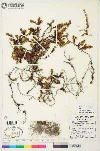 Empetrum nigrum subsp. hermaphroditum image