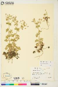 Geranium bicknellii image