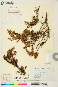 Empetrum nigrum subsp. hermaphroditum image