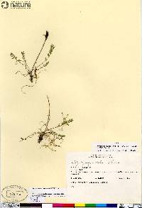 Oxytropis jordalii image