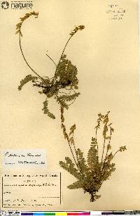 Oxytropis deflexa var. sericea image