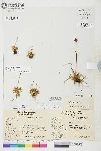 Luzula arctica subsp. arctica image