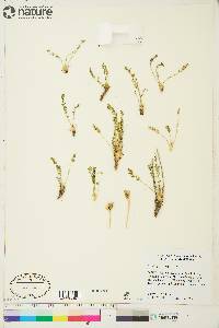 Oxytropis hyperborea image