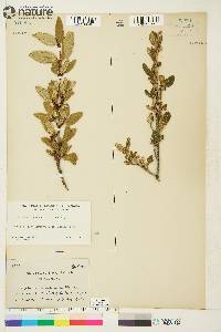 Shepherdia canadensis image