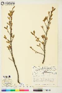 Shepherdia canadensis image