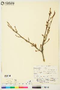 Shepherdia canadensis image