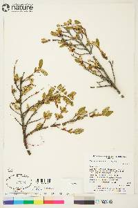 Shepherdia canadensis image