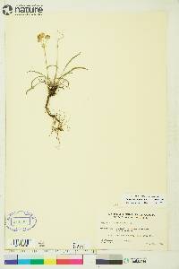 Bupleurum americanum image