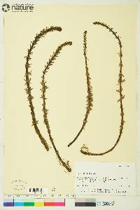 Hippuris vulgaris image