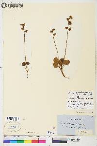 Pyrola chlorantha image