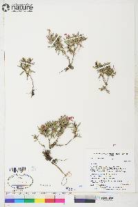 Andromeda polifolia image