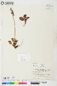 Pyrola minor image